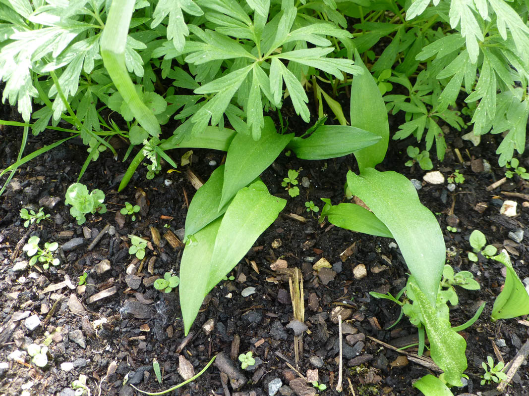 Allium ursinum